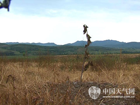 8月22日,錦州義縣頭臺鎮(zhèn)新建3000畝榛子樹因旱大面積干枯死亡。(攝影:王濤) 8月22日,錦州義縣頭臺鎮(zhèn)新建3000畝榛子樹因旱大面積干枯死亡。(攝影:王濤)