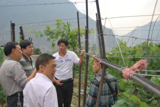 圖為5月3日,,甘世波(右二)作為永善縣農(nóng)業(yè)局局長,就葡萄避雨栽培示范建設(shè)作檢查指導(dǎo),。 圖為5月3日,,甘世波(右二)作為永善縣農(nóng)業(yè)局局長,就葡萄避雨栽培示范建設(shè)作檢查指導(dǎo),。