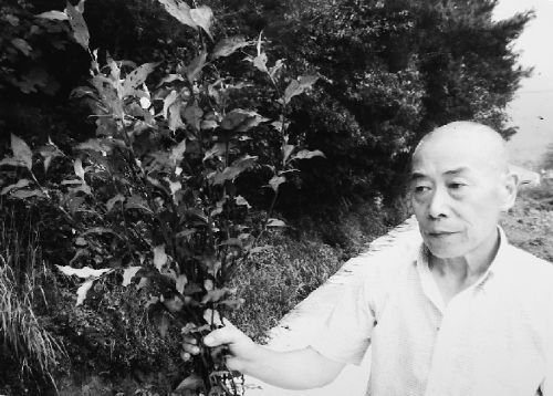 胡萬林的弟子在網(wǎng)上發(fā)布的胡萬林采草的場景（資料圖）
