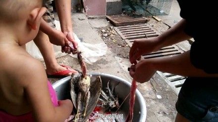 無證商家出售野生動物 無證商家出售野生動物