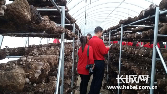 天生橋鎮(zhèn)食用菌產(chǎn)業(yè)核心區(qū),。長城網(wǎng)張?zhí)旎z